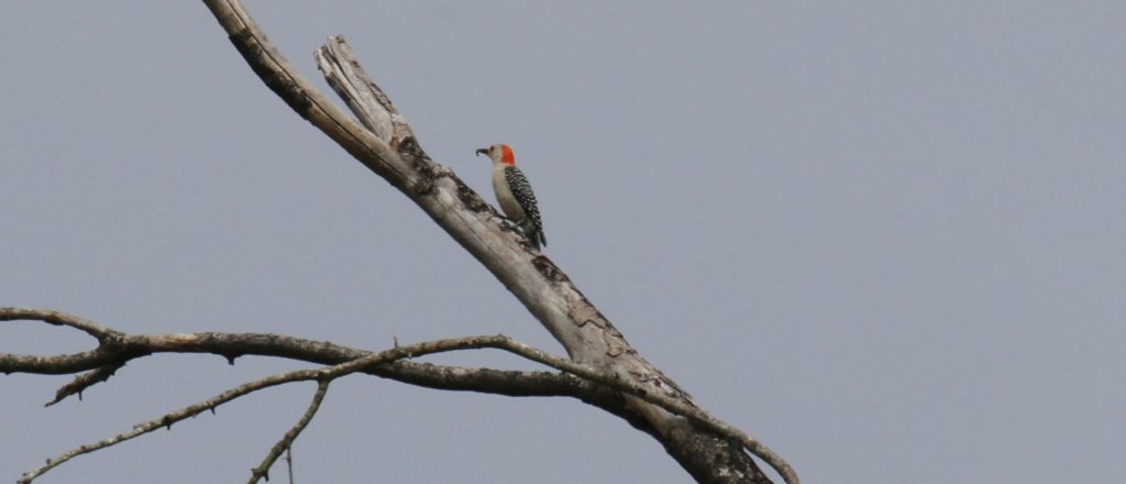 Golden fronted woodpecker 