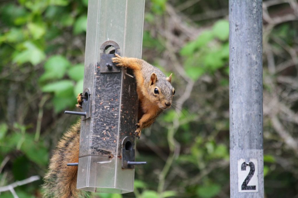 Squirrel on the Feeder