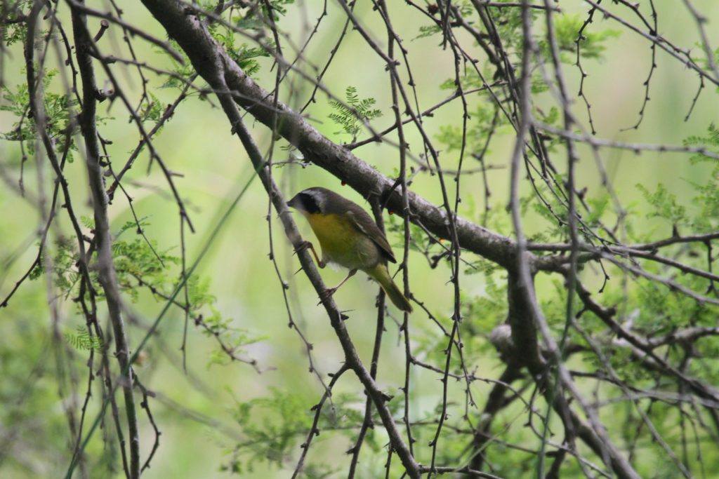 Common Yellow Throated Warbler 