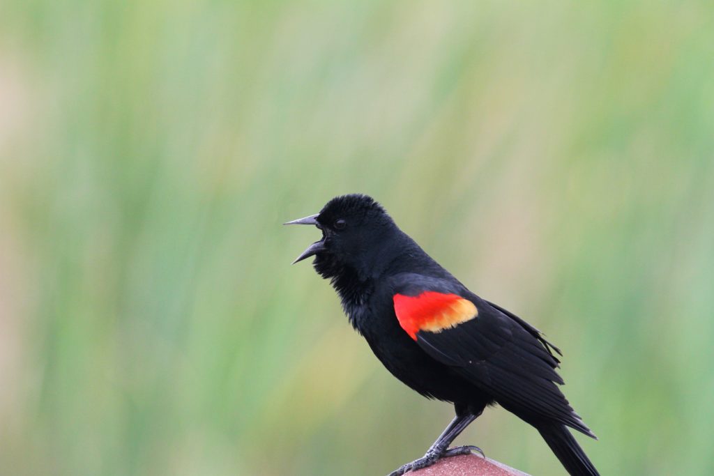 Red Wing Black Bird 