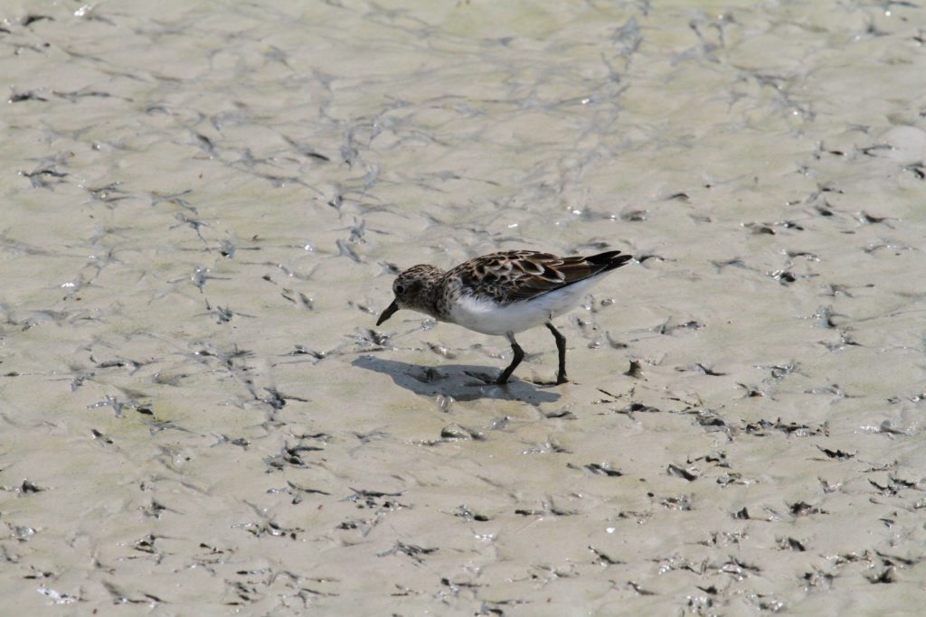 Lesser Sand piper maybe? 