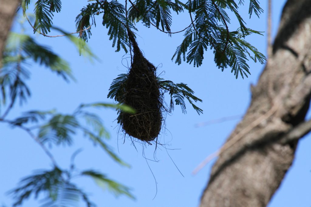 Oriole nest 